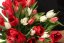 Tulipány mix farieb