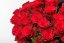 Červené ruže menšie