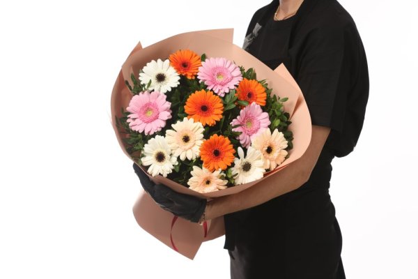 Kytica farebná germina