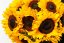 Slnečnice