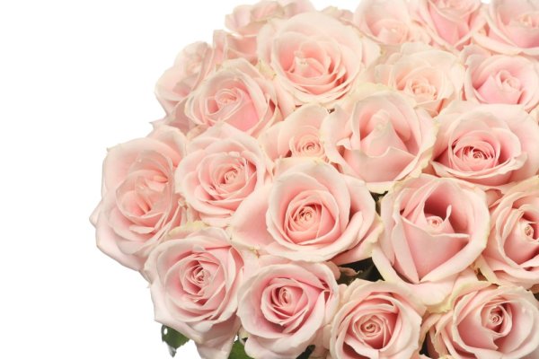 Jemne ružové ruže